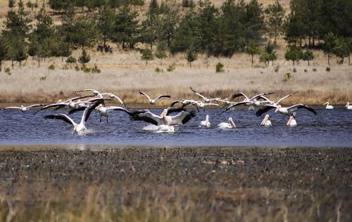 Bandada de pelícanos blancos llegan al Parque Sierra Morelos, Zinacantepec